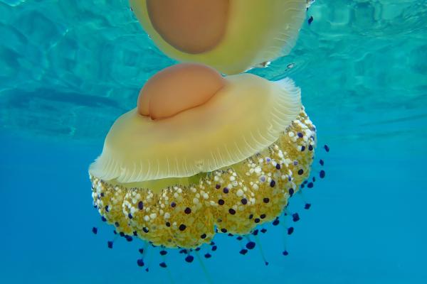 Medusas del Mediterráneo - Medusa huevo frito (Cotylorhiza tuberculata)
