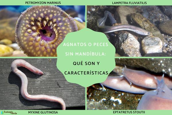 Jawless Fish (Agnatha): What Are They? Features, Living Representatives, and Extinct Species