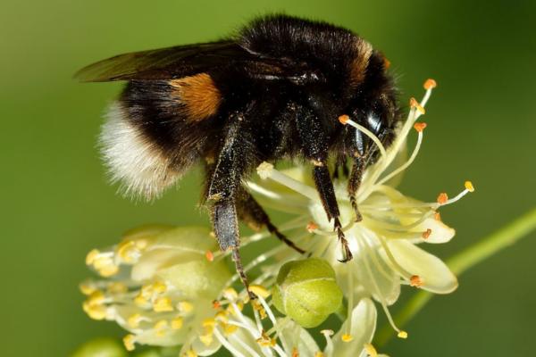 Tipos de abejorros - Abejorro común o europeo de cola blanca (Bombus terrestris)