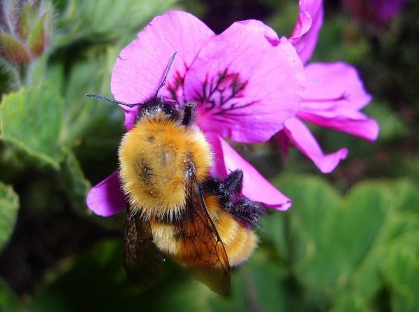 Tipos de abejorros - Abejorro chileno (Bombus dahlbomii)
