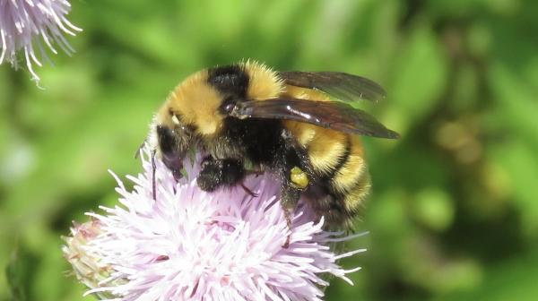 Tipos de abejorros - Abejorro boreal (Bombus borealis)