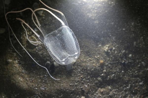 Medusas del Mediterráneo - Avispa marina (Carybdea marsupialis)