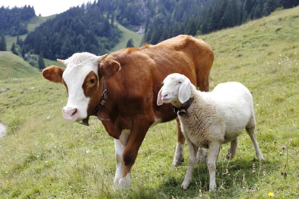 What Are Ruminant Animals? Full Guide to Ruminant Types, Digestive System, and Examples