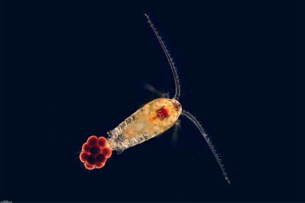 Copepods: What They Are, Types, Features, and Ecological Importance