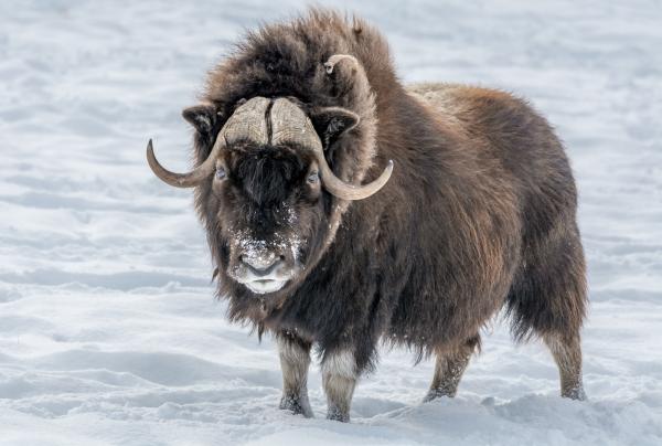 Musk Ox Habitat, Diet, and Reproduction Explained (Ovibos moschatus)
