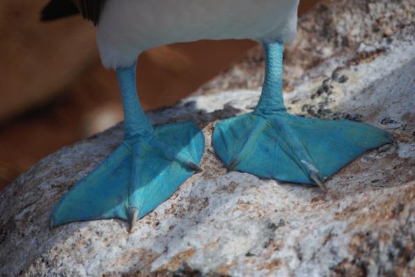 Piquero de patas azules: características, dónde vive y alimentación - Características del piquero de patas azules