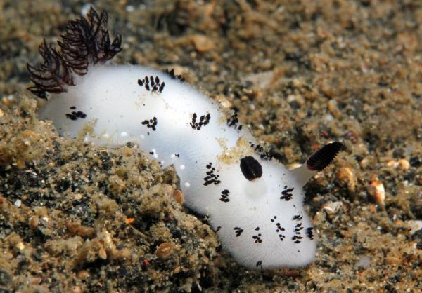 What Is a Sea Bunny? Features, Habitat, Diet, and Reproduction of Jorunna parva