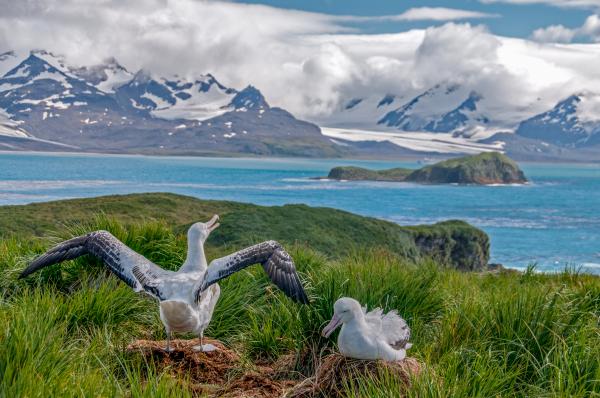 Wandering Albatross: Features, Range, Diet, Reproduction, and Conservation