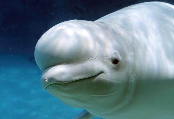 Beluga Whale: Characteristics, Habitat, Diet & Echolocation