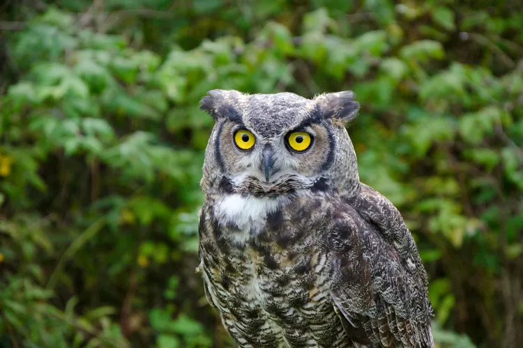 12 Common Animal Stereotypes—and the Surprising Truth Behind Them