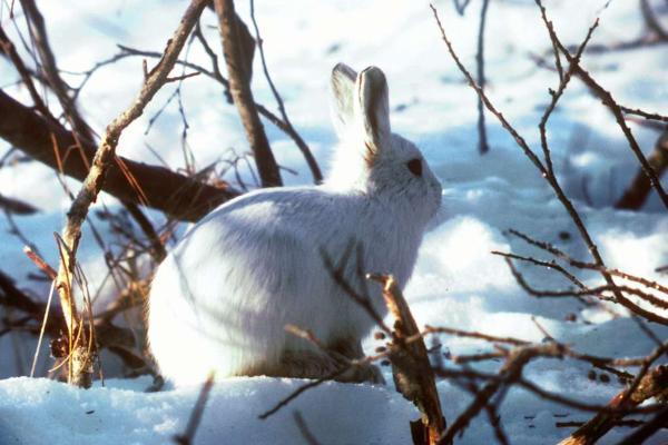 Arctic Hare Facts: Features, Habitat, Diet, and Behavior Explained