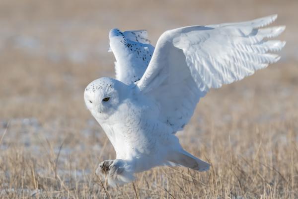Snowy Owl (Bubo scandiacus): Key Facts, Habitat, Diet & Reproduction