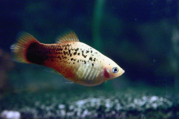 胎生鱼：例子和特征 - 剑尾鱼（Xiphophorus maculatus）
