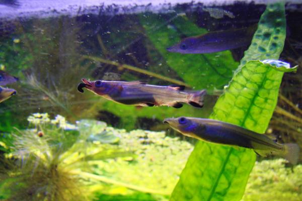 胎生鱼：例子和特征 - 半喙鱼（Nomorhamphus liemi）