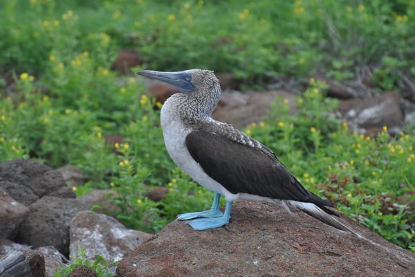 Blue-footed Booby: Features, Habitat, Diet, and Reproduction