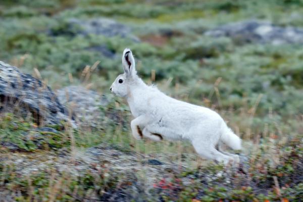 Liebre ártica: características, hábitat y alimentación - Hábitat de la liebre ártica