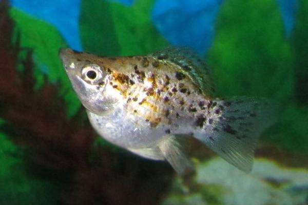 胎生鱼：例子和特征 - 摩莉（Poecilia sphenops）  