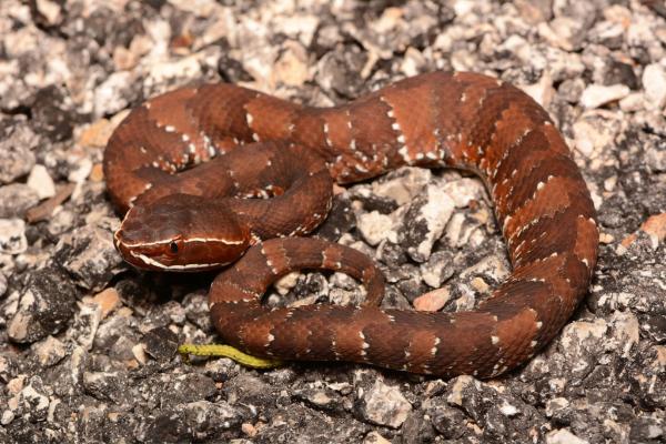 Serpientes de Yucatán - Cantil yucateco (Agkistrodon russeolus)