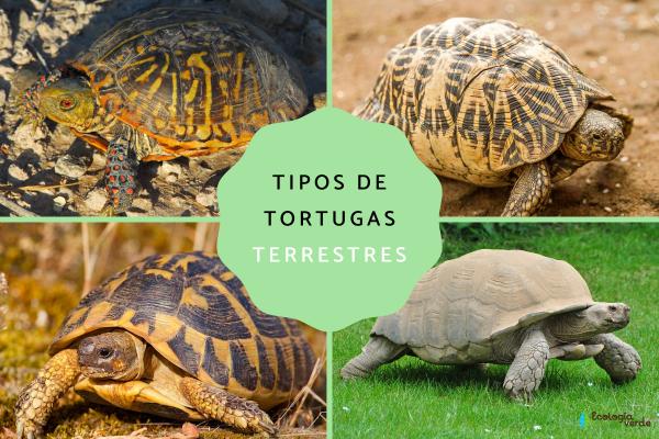 5 Common Types of Land Tortoises and Their Unique Characteristics