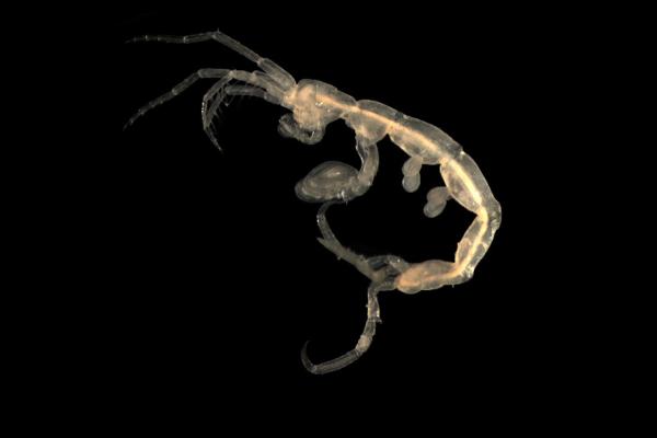 What Are Amphipods? Examples and Key Characteristics