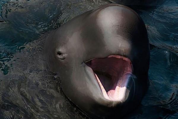 Animales híbridos: ejemplos y características - Narluga (Delphinapterus D. leucas × Monodon M. monoceros)
