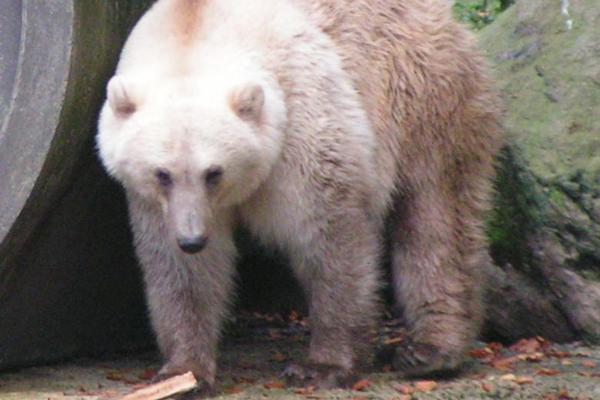Animales híbridos: ejemplos y características - Oso grolar (Ursus arctos × Ursus maritimus)