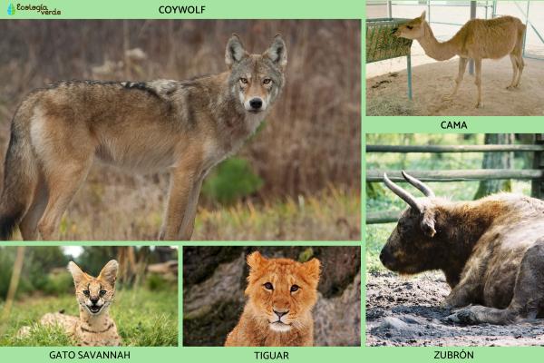 Animales híbridos: ejemplos y características - Otros animales híbridos