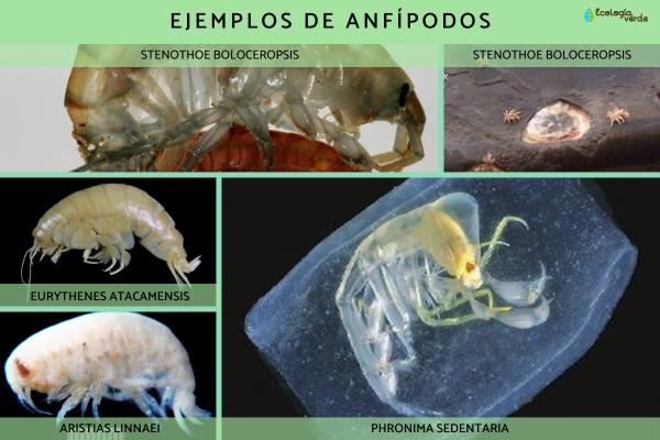 Qué son los anfípodos: ejemplos y características - Ejemplos de anfípodos