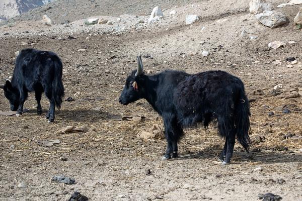 Animales híbridos: ejemplos y características - Dzo (B. grunniens × B. primigenius taurus)