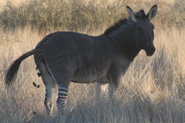 Animales híbridos: ejemplos y características - Zebrasno (Equus zebra × Equus asinus)