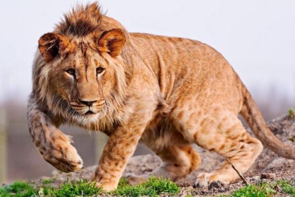 Animales híbridos: ejemplos y características - Leopón (P. pardus × P. leo)