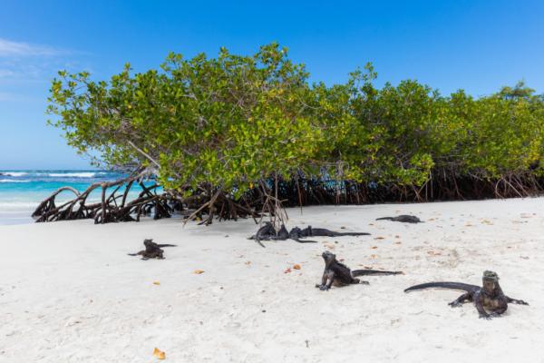 Iguana marina: características, alimentación y dónde vive - Hábitat de la iguana marina