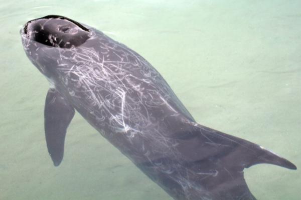 Animales híbridos: ejemplos y características - Balfín (Tursiops truncatus × Pseudorca crassidens)