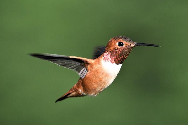 Endangered Hummingbirds: Species, Status, Threats, and Conservation Solutions