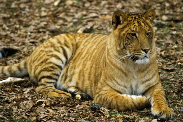 Animales híbridos: ejemplos y características - Ligre (Panthera leo × Panthera tigris)