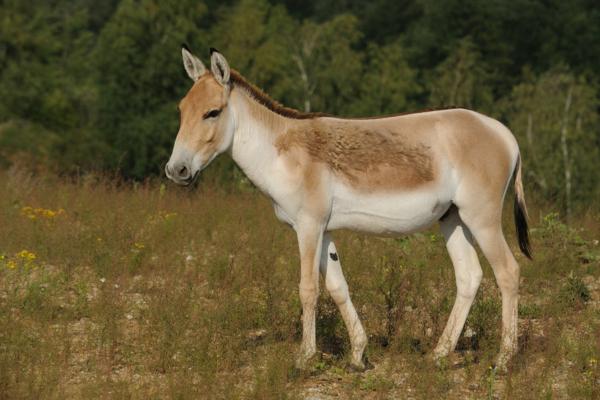 Animales híbridos: ejemplos y características - Kunga (E. hemionus hemippus × E. africanus asinus)