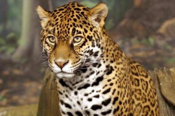 Animales híbridos: ejemplos y características - Jagleón (Panthera onca × Panthera leo)