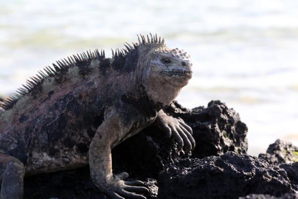 Marine Iguana (Amblyrhynchus cristatus): Characteristics, Diet, and Habitat
