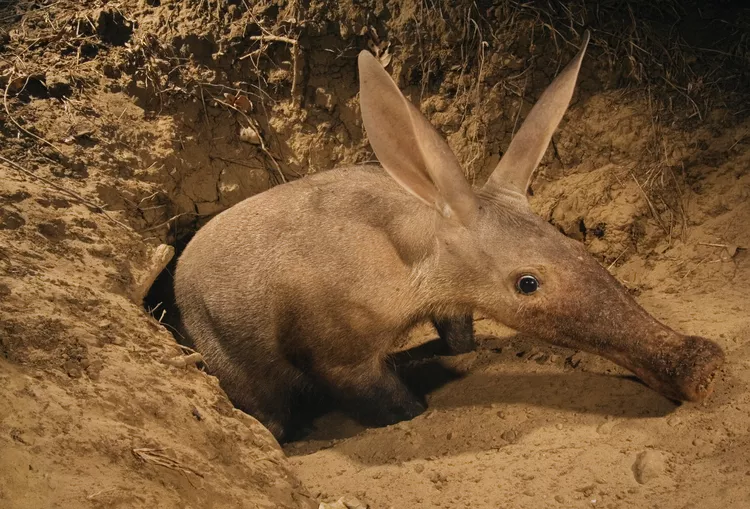 Aardvarks: 10 Fascinating Facts You Didn’t Know