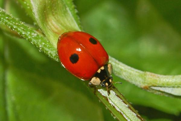 瓢虫的种类 - 瓢虫（Adalia bipunctata）