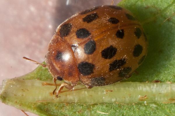 瓢虫的种类 - 24 点瓢虫 (Subcoccinella vigintiquatuorpunctata)