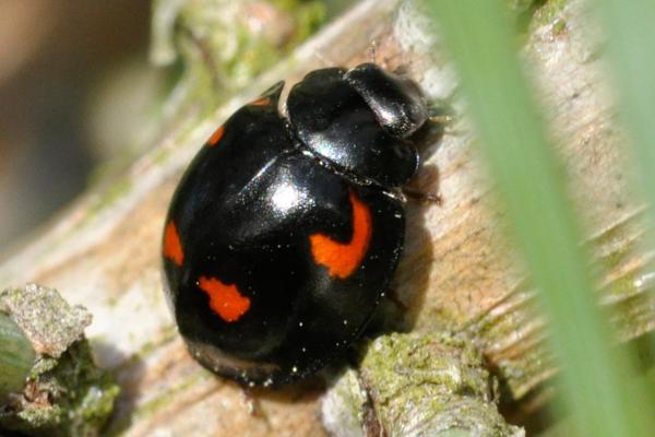 瓢虫的种类 - 松瓢虫（Exochomus quadripustulatus）