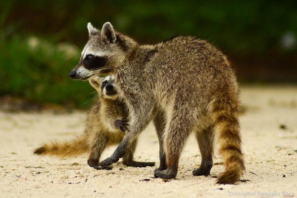 Especies endémicas de Quintana Roo - Mapache de Cozumel (Procyon pygmaeus)