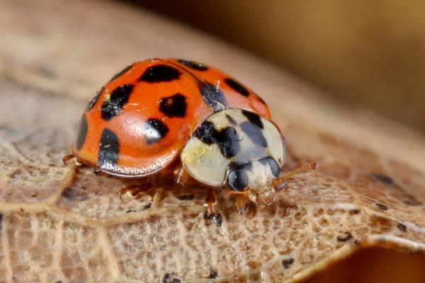 瓢虫的种类 - 多彩亚洲瓢虫（Harmonia axyridis）