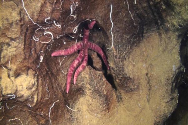 Especies endémicas de Quintana Roo - Estrella de mar cavernícola (Copidaster cavernicola)