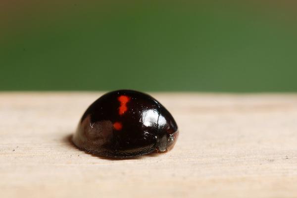 瓢虫的种类 - 条纹鳞瓢虫（Chilocorus bipustulatus）