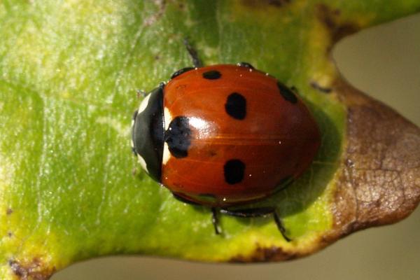 Tipos de mariquitas - Catarina europea de siete manchas (Coccinella septempunctata)