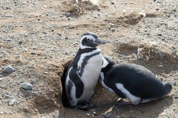Animales de la Patagonia - Pingüino de magallanes