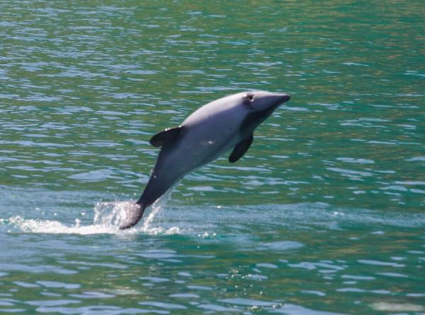 Delfines en peligro de extinción - Delfín de Héctor de la Isla Norte