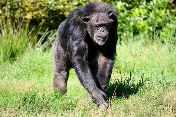 Monos en peligro de extinción - Chimpancé (Pan troglodytes)
